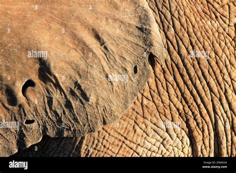 Close Up Texture Of Elephant Ear And Skin In South Africa Stock Photo