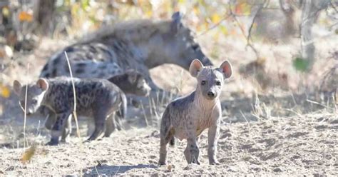 Hyena Behavior - AnimalBehaviorCorner