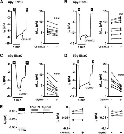 CFTRinh 172 And GlyH 101 Affect ENaC Currents In Xenopus Oocytes A