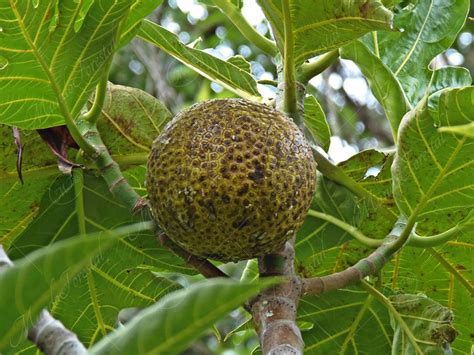 Fruta de pan y castaña Artocarpus altilis MundoForestal