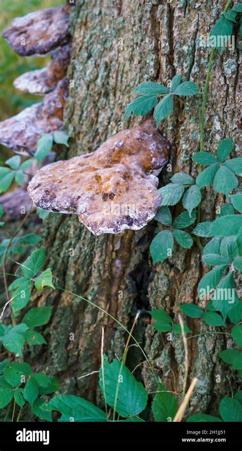 Close Up Of A Chaga Mushrooms Inonotus Obliquus A Fungus In The