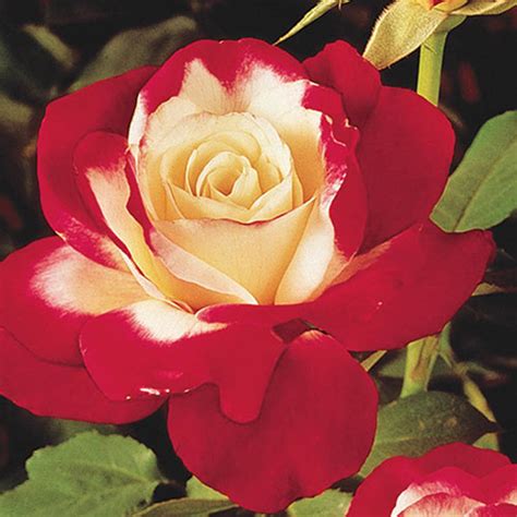 Double Delight Hybrid Tea Rose Gurneys Seed And Nursery Co