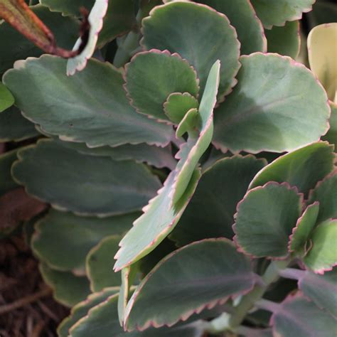 Kalanchoe Fedtschenkoi Variegata Variegated Lavender Scallops Easy