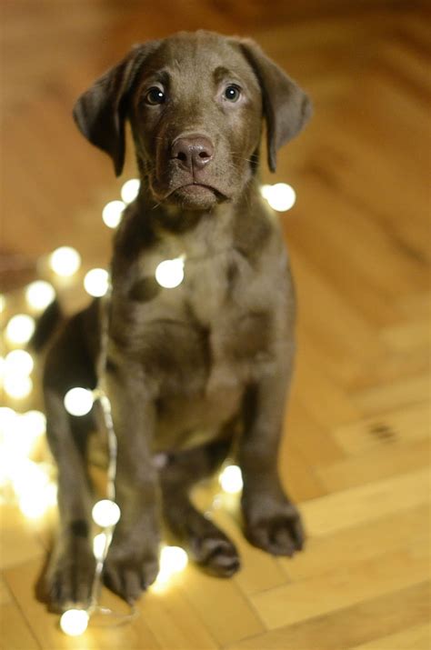 Christmas Lab Puppy Wallpaper