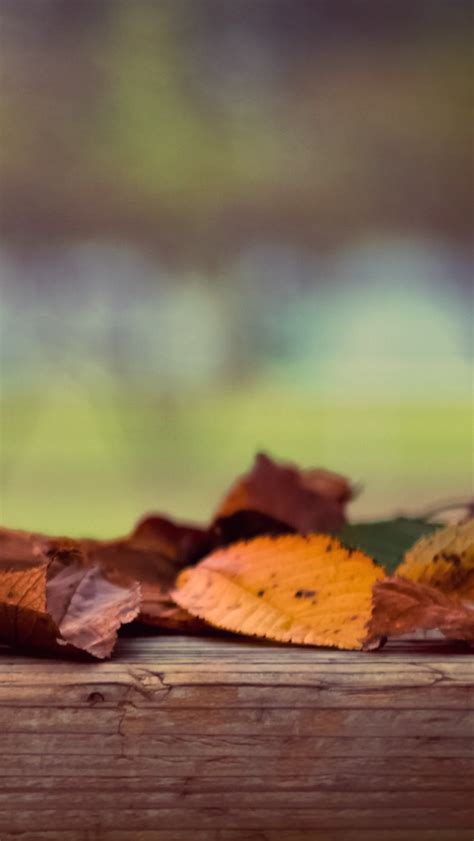 Autumn Leaves iPhone Wallpapers Free Download