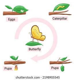 Butterfly Life Cycle Metamorphosis Diagram Cartoon Stock Vector (Royalty Free) 2198905545 ...