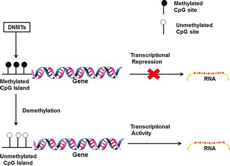 The Schematic Diagram For The Basic Process Of Dna Methylation