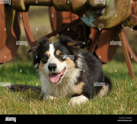 welsh sheepdog Stock Photo - Alamy