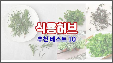 식용허브 추천 현명한 소비자를 위한 가격 대비 품질 우수 상품 10가지 Youtube