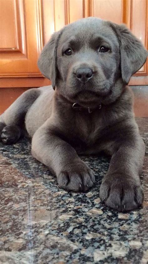 Charcoal Lab Puppy