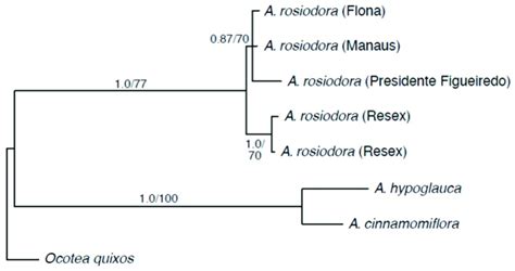 The Majority Rule Tree From Bayesian Analysis Of A Concatenated