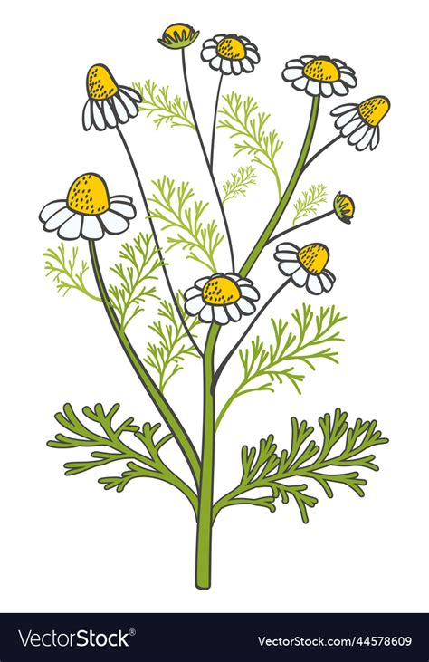 Chamomile Drawing Color Medical Herb Botany Icon Vector Image