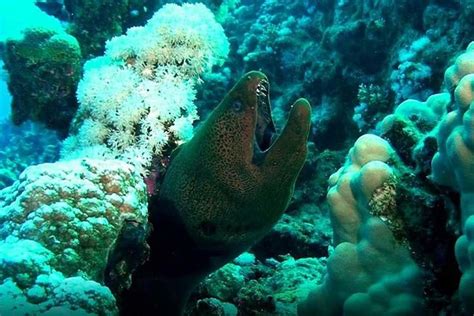 Snorkeling At Mahmya Island From Hurghada