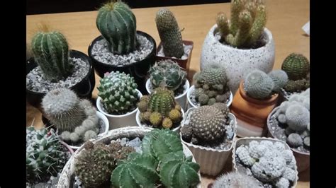 EP 114 Repotting My Cactus YouTube