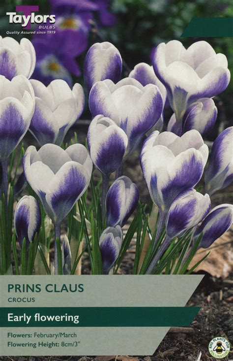 Crocus Prins Claus Waresley Park