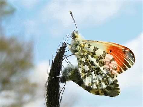 De Vlinderstichting On Twitter Oranjetipje De Mannetjes Zijn Er Vaak