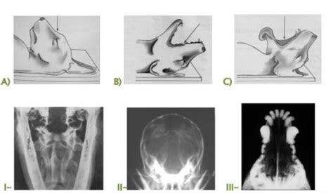 Roteiro Aula Pr Tica Radiologia Veterin Ria Consultoria Portfolios