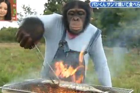 Watch A Chimpanzee Grill A Fish On Japanese Tv Eater