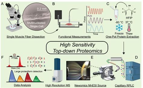 News in Proteomics Research: Top down proteomic analysis from a single ... 