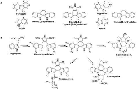 Bis Indole Biosynthesis A Chemical Structures Described In The Text