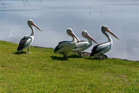 Budgewoi Holiday Park - Budgewoi Pelicans on the lake