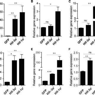 Forced Expression Of Hif A Increases Hypoxia Responsive Gene