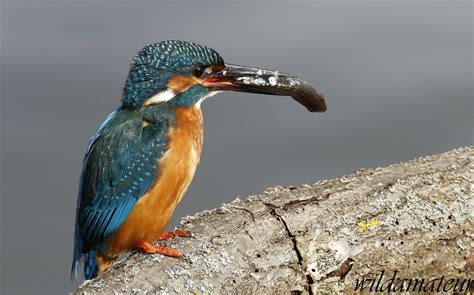 Kingfisher Male Taken On 17th March 2019 At SWT Lackford David