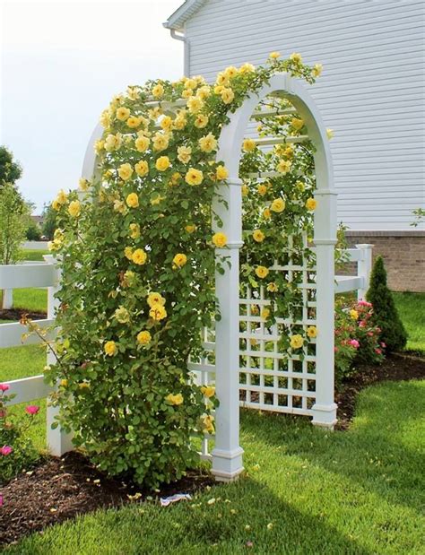 5 essential climbing rose varieties for your garden – Tiny Garden