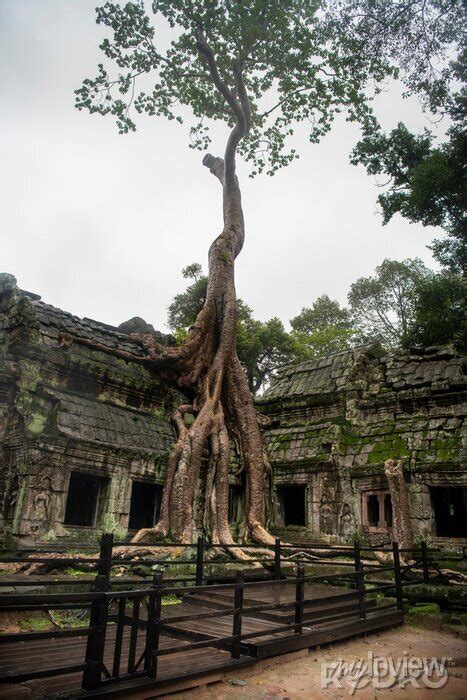 Angkor wat is the largest temple in the world (cambodia, 2019). • wall ...