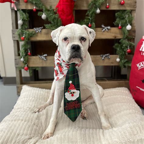 High School Vet Tech Program Helps Students Train For Future | Osprey Observer