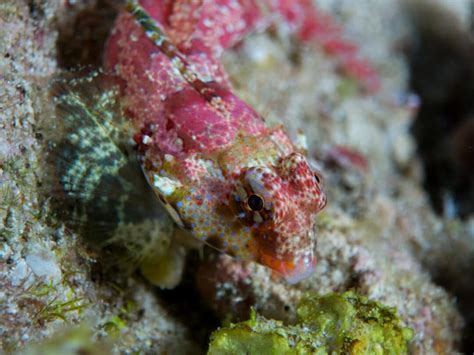 Encounter The Worlds Tiniest Fish The Dwarf Pygmy Goby