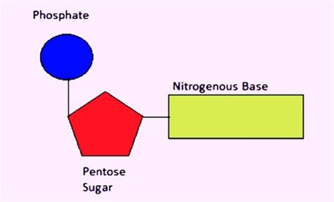 Nucleic Acids Dna And Rna Flashcards Quizlet