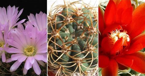 Cactus Conoce Sus Nombres Plantas