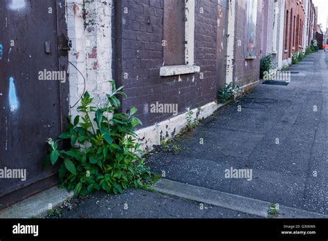 Weeds Growing On The Footpath Outside Derelict Houses In An Inner City