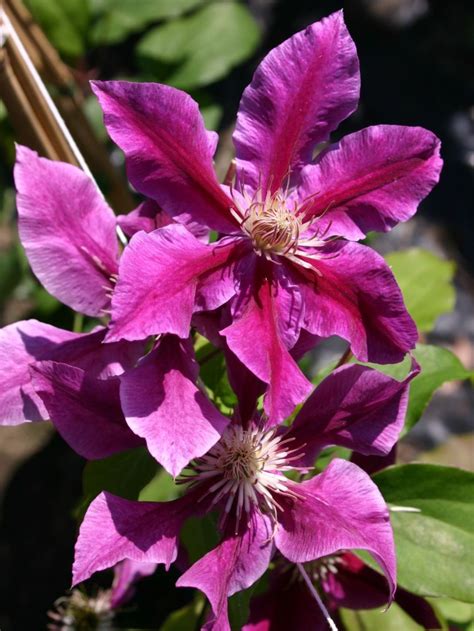 Clematis 'Dr. Ruppel' - Clematis 'Dr. Ruppel' - Baumschule Horstmann