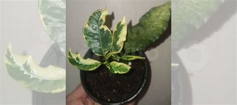 Кротон Тамара(бронь ) купить в Новокузнецке | Товары для дома и дачи ...