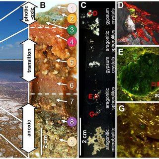 Localization of sampling site, structure, and characteristics of the ... 