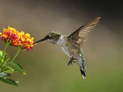 12 Plantes Qui Attirent Les Colibris Jardin De Grand Meres