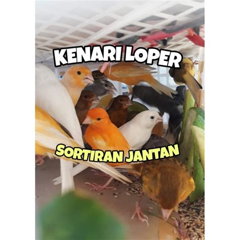 Jual Kenari Loper All Variant Garansi Jantan Shopee Indonesia