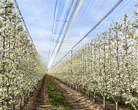 Nuestras fincas Agrícola Francés Productores Agrícolas Bajo Cinca