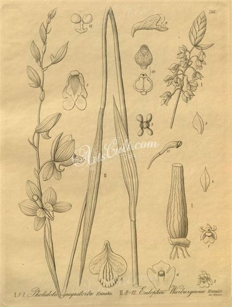 Pin By Maxie Jingles On Graphite Illustrations Botanical Drawings