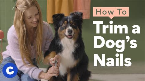 How To Cut Dog Nails Step By Step Tips From A Professional Groomer