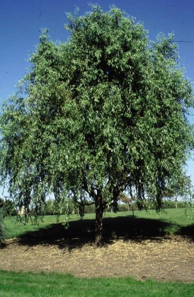 Willow Corkscrew