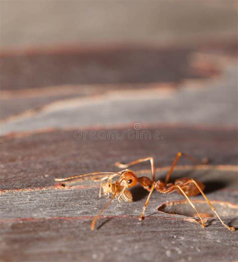 Ant carry pupa close up stock photo. Image of unity, team - 61410922