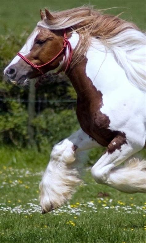 breeds horse wallpaper APK Download for Android - Latest Version