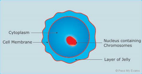 Sexual Reproduction Pass My Exams Easy Exam Revision Notes For Gsce Biology