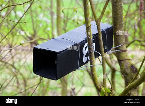 Plastic Nest Box Tube Used To Survey Hedgerow For Dormouse Muscardinus Avellanarius Kent Uk