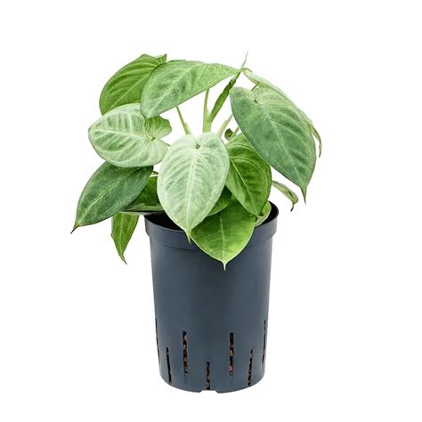 Syngonium macrophyllum 'Ice Frost' aka 'Frosted Heart' - buy online at ...