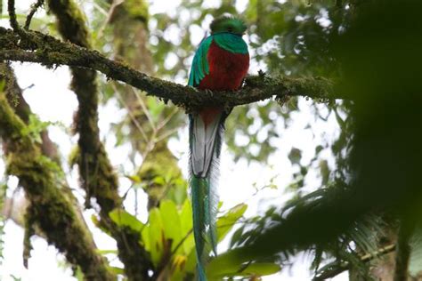 Biotopo Del Quetzal Central Highlands Guatemala Anywhere