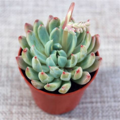 Эхеверия "Вайт Лайн"